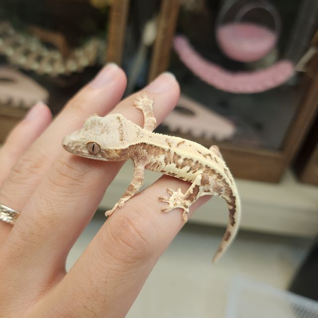 프라푸치노