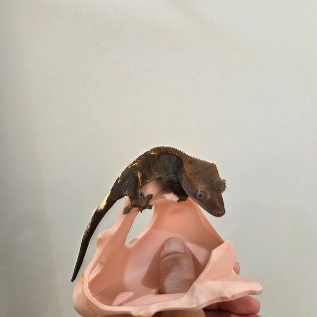 카푸치노 100%헷아잔틱