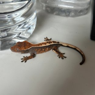 100%헷아잔틱 세이블