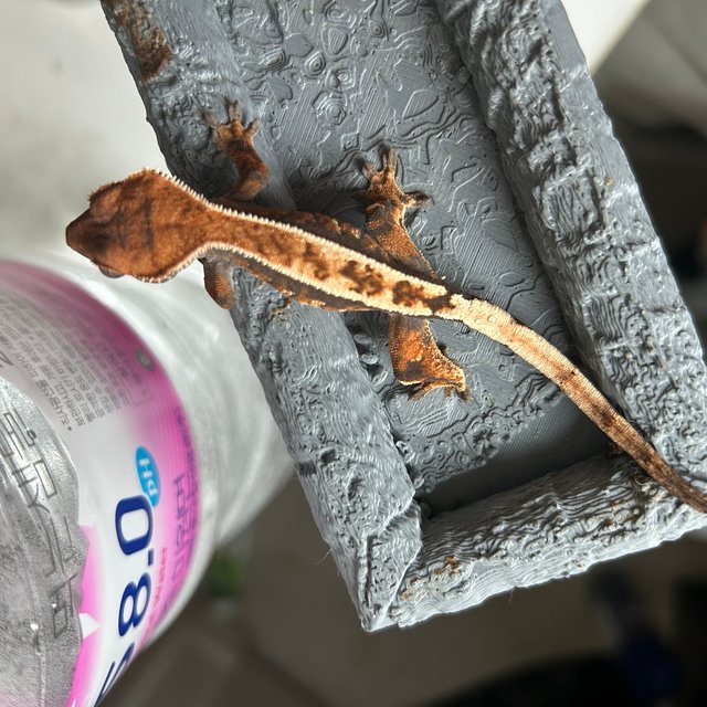 100%헷아잔틱 세이블