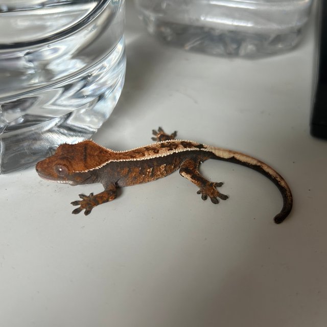 100%헷아잔틱 세이블