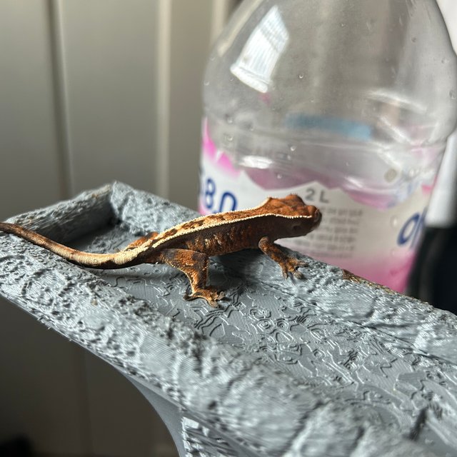 100%헷아잔틱 세이블