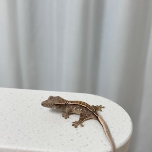 레블
