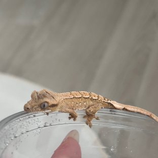 둘레