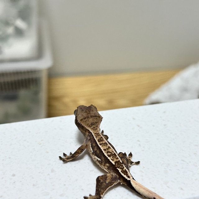 노멀 쿼드 화이트핀