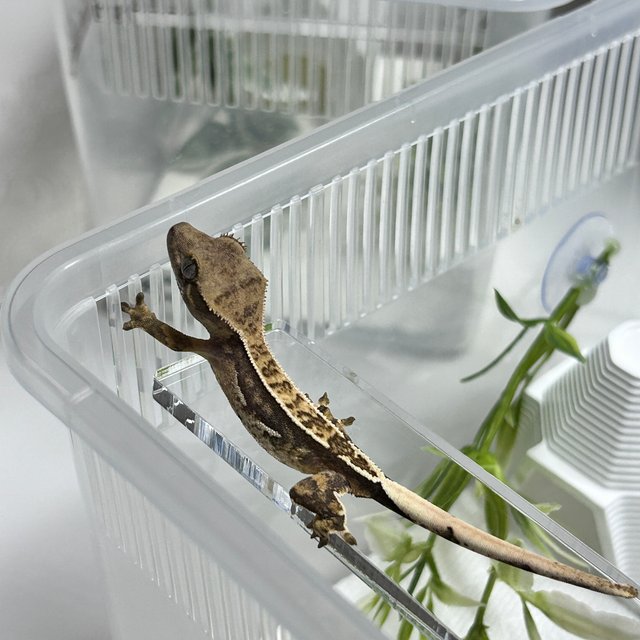 노멀 쿼드 화이트핀