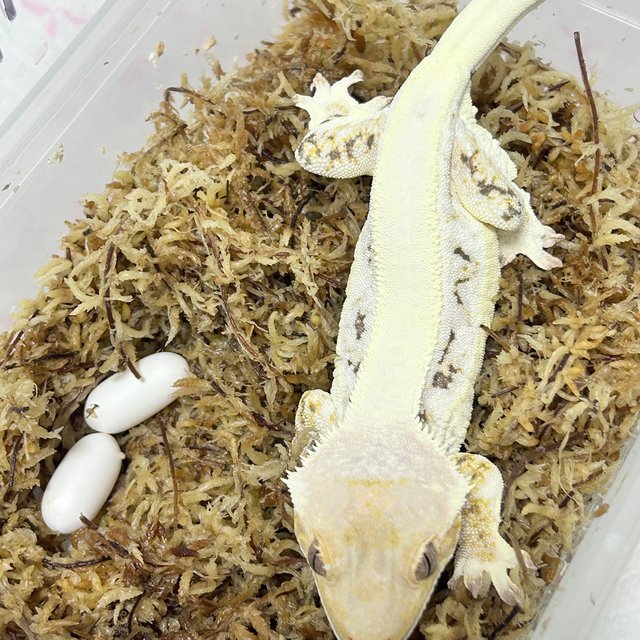 릴리화이트 트라이