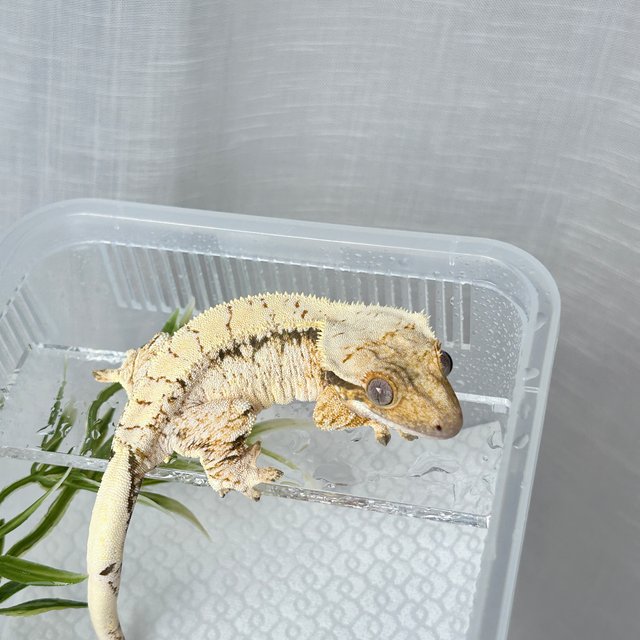 노멀 드리피 화이트스팟