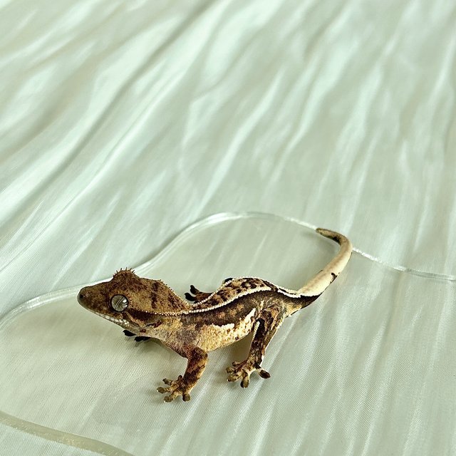 노멀 쿼드 화이트핀