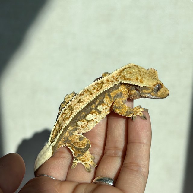 노멀 풀핀 트라이