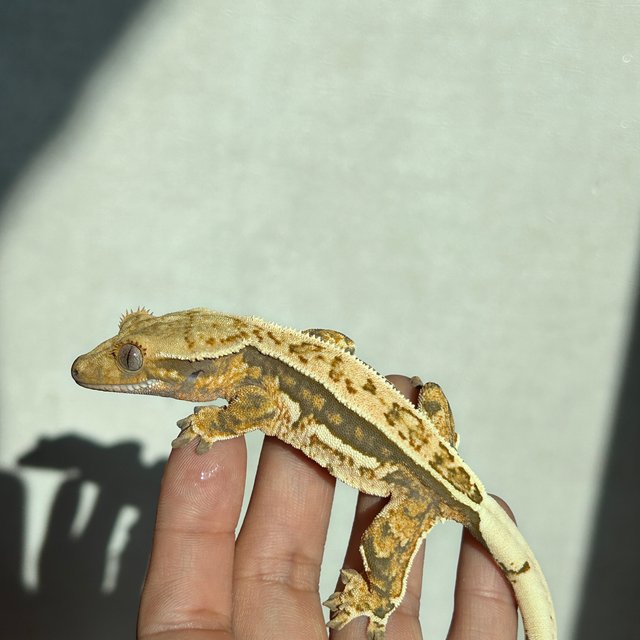 노멀 풀핀 트라이