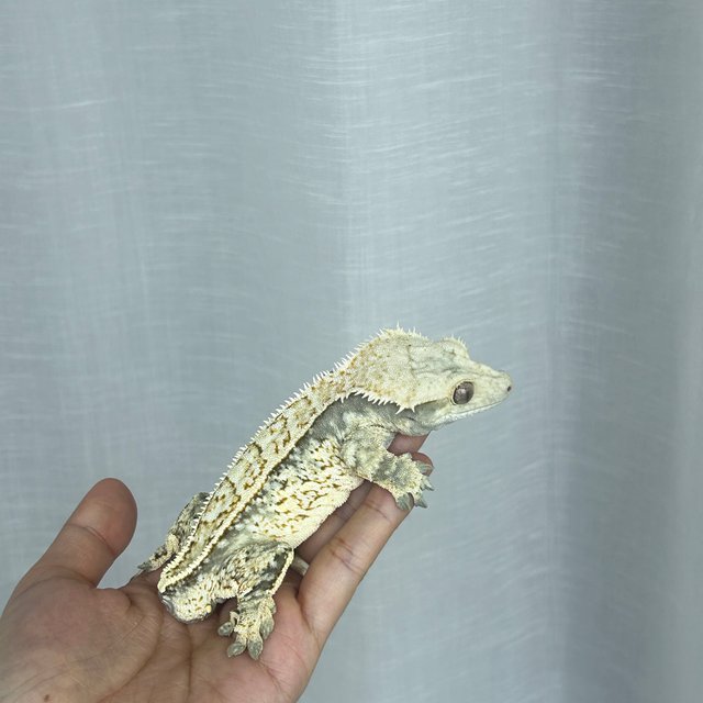 노멀 화이트스팟 드리피