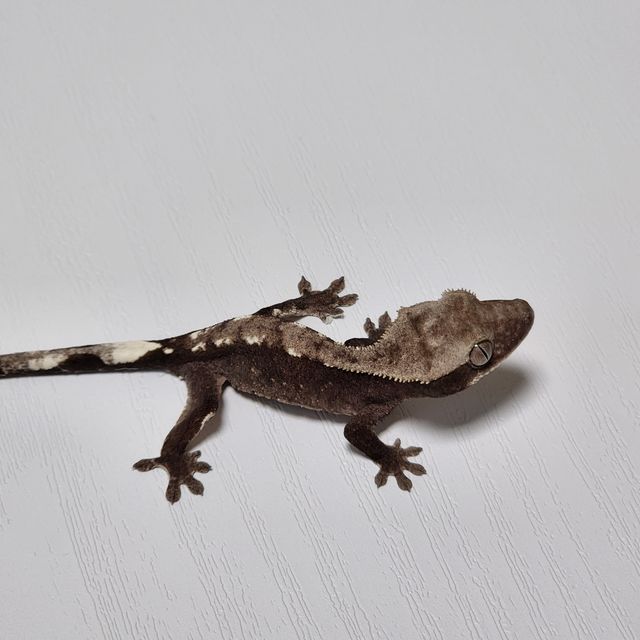 아잔틱