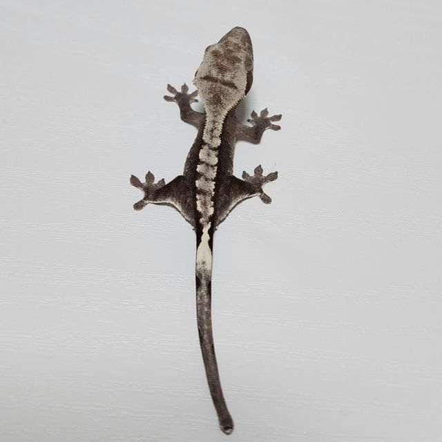 아잔틱