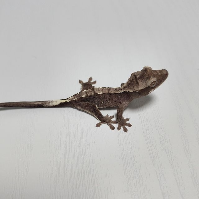 아잔틱