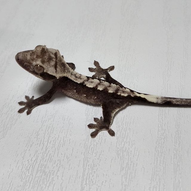 아잔틱