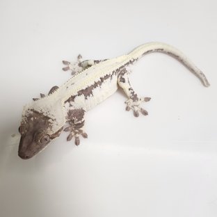 세이블 릴리100%헷아잔틱