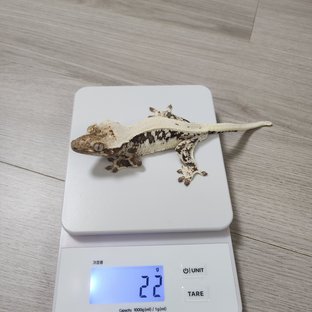 릴리100%헷아잔틱