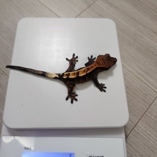 세이블 100%헷아잔틱