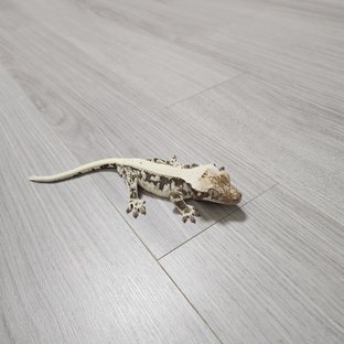 릴리100%헷아잔틱