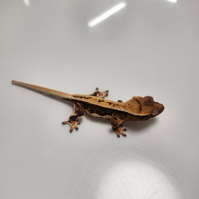 릴리100%헷아잔틱