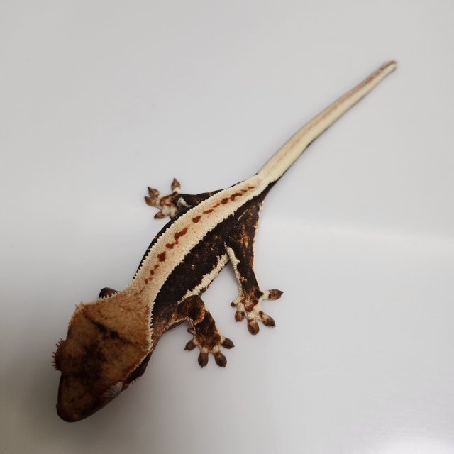 릴리100%헷아잔틱