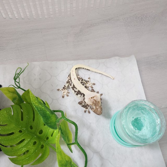 릴리100%헷아잔틱