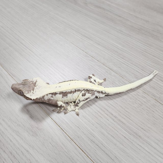 세이블 릴리100%헷아잔틱