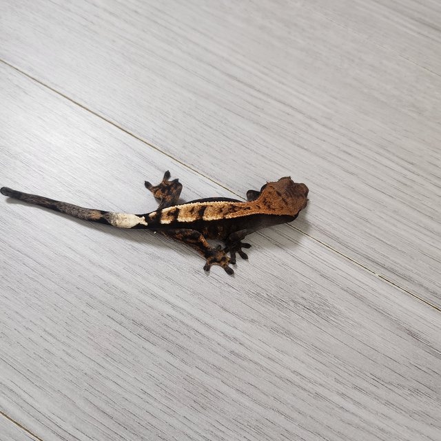 세이블 100%헷아잔틱