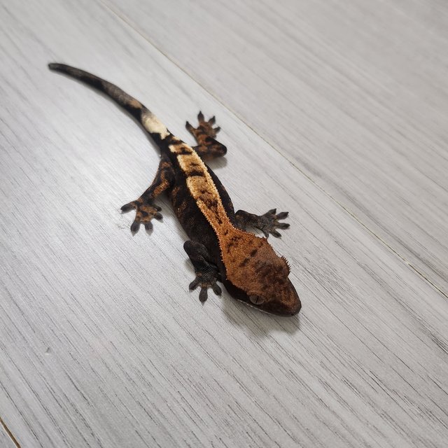 세이블 100%헷아잔틱