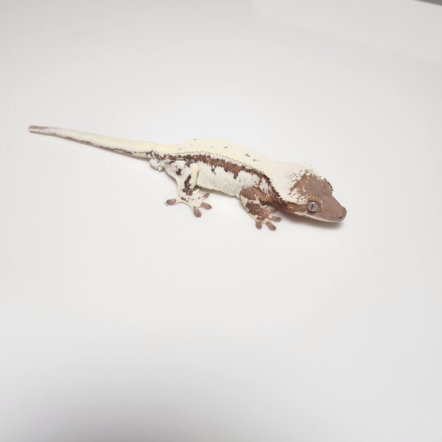 세이블 릴리100%헷아잔틱