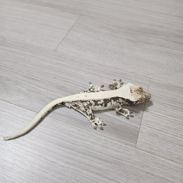 릴리100%헷아잔틱