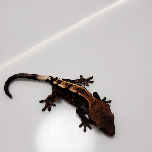 세이블 100%헷아잔틱