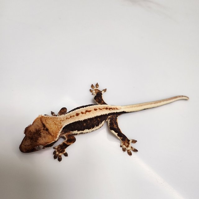 릴리100%헷아잔틱