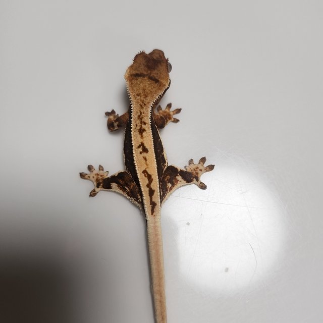 릴리100%헷아잔틱