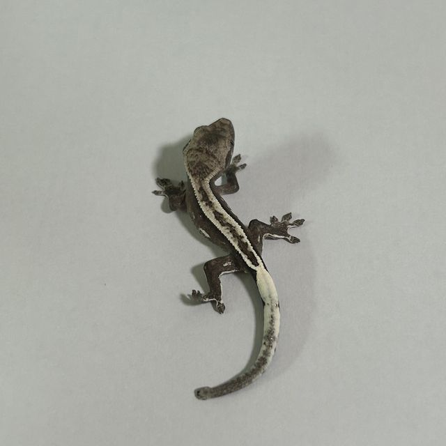 아잔틱