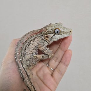 스트라이프 레드