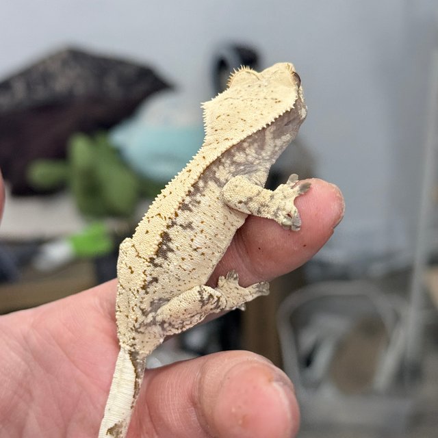 노멀 화이트 드리피 화이트스팟