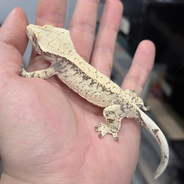 노멀 화이트 드리피 화이트스팟