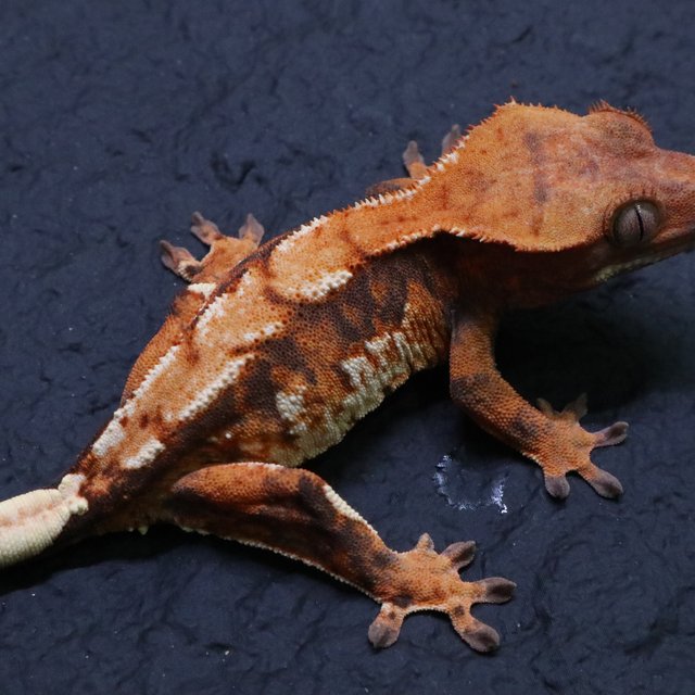 텐저린 트라이 익스트림할리퀸