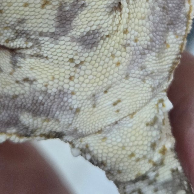 노멀 화이트 드리피 화이트스팟