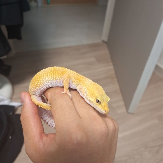 썬글로우