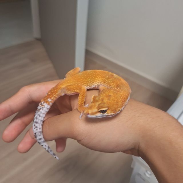 인페르노