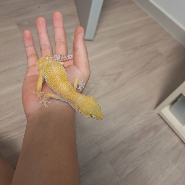 썬글로우
