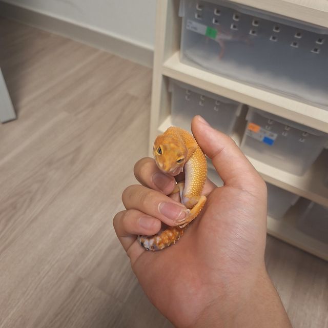 인페르노