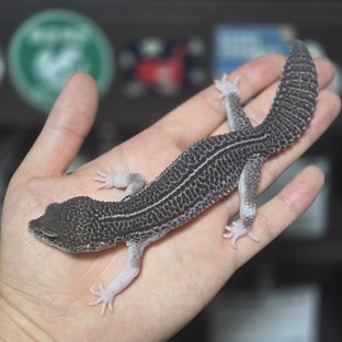 블랙나이트갤럭시