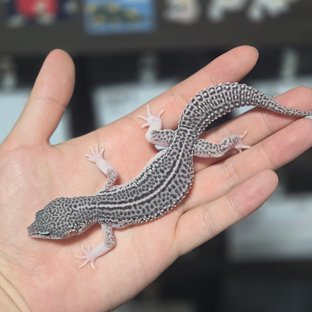 갤럭시 블랙나이트