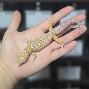 스노우 블랙나이트 벨