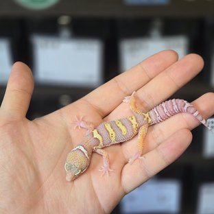 스노우 블랙나이트 벨