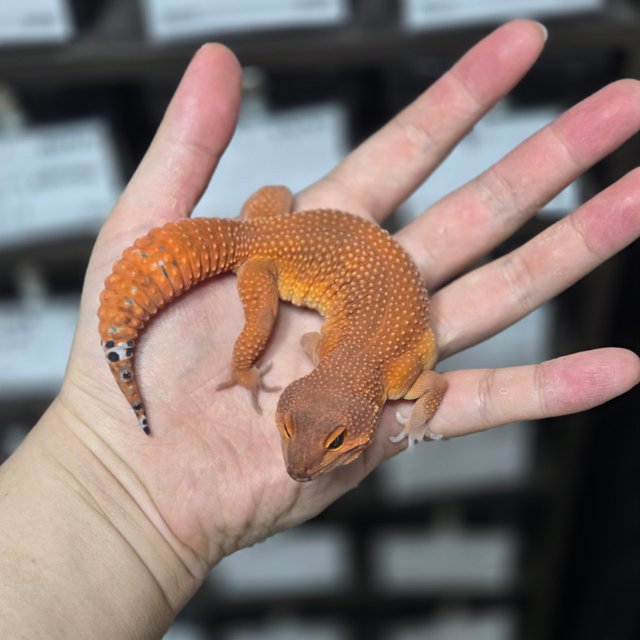 블러드 만다린 다크